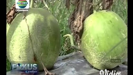 VIDEO: Hasil Panen Petani Melon Sidoarjo Menurun 50 Persen Akibat Cuaca Ekstrem