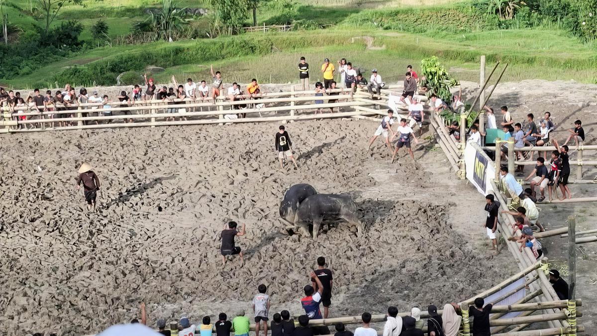 Pesta Adat Adu Kerbau Toraja Utara Jadi Ajang Judi