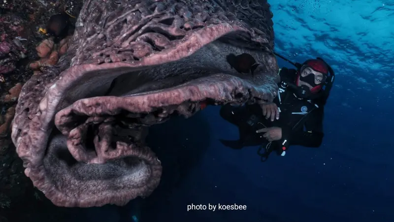 Salvador Dali atau Sponge Coral yang ada di bawah Taman laut Olele Bonebol Foto: Mr. Koesbee (Liputan6.com/Arfandi Ibrahim)