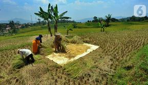 Dalam Peraturan Menteri Perdagangan (Permendag) No 24/2020 tentang Penetapan Harga Pembelian pemerintah untuk Gabah atau Beras ditetapkan, HPP untuk GKP di tingkat petani adalah Rp 4.200 dan Rp 4.250 per kg di penggilingan. Sedangkan HPP GKG dipatok Rp 5.250 per kg di tingkat petani dan Rp 5.300 per kg di penggilingan. Sedangkan untuk HPP beras di gudang Bulog adalah Rp 8.300 per kg. (merdeka.com/Arie Basuki)