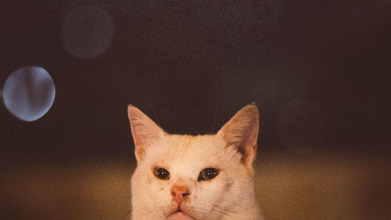 Daftar Obat Cacing Kucing yang Ampuh, Lengkap dengan Cara Penggunaannya