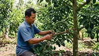7 Cara Membuat Pohon Alpukat Stres agar Cepat Berbuah yang Aman