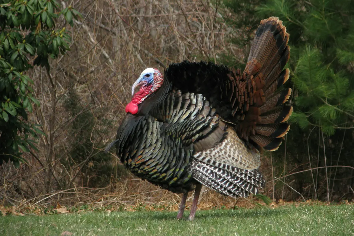 Turkey