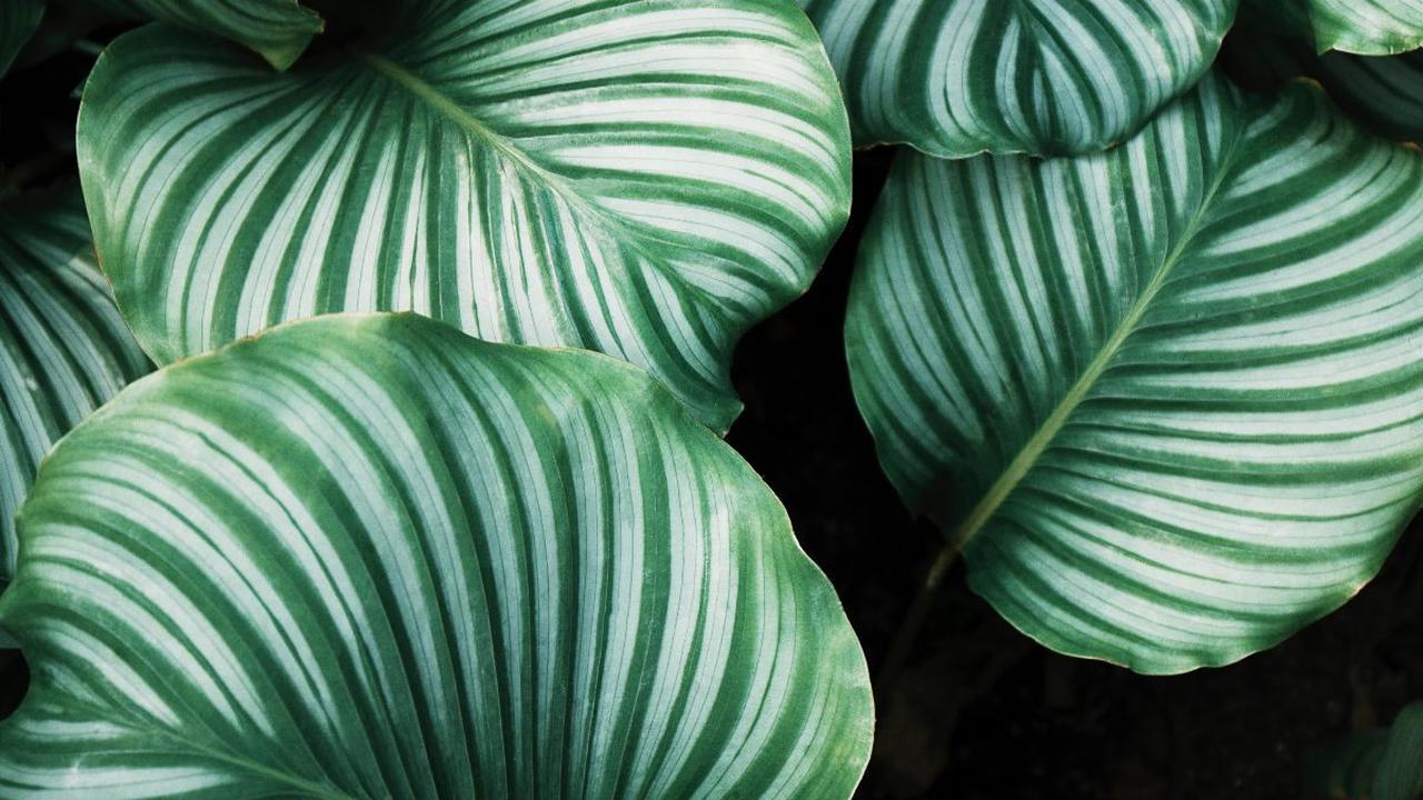 Struktur stomata terdiri dari sel epidermis berbentuk ginjal dengan lubang di pusat yang dikenal sebagai pori.