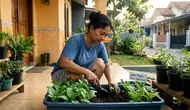 9 Cara Menanam Sawi Hijau dalam Wadah Dangkal di Teras, Tak Perlu Lahan Luas