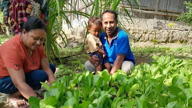 Kebun sawi milik Dessytiran warga Desa Sopo, Timor Tengah Selatan, NTT yang bibitnya didapatkan dari Wahana Visi Indonesia.