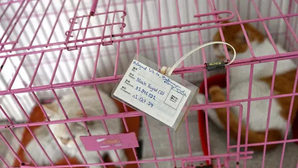 Misi Penyelamatan Kucing Terlantar di Lebanon