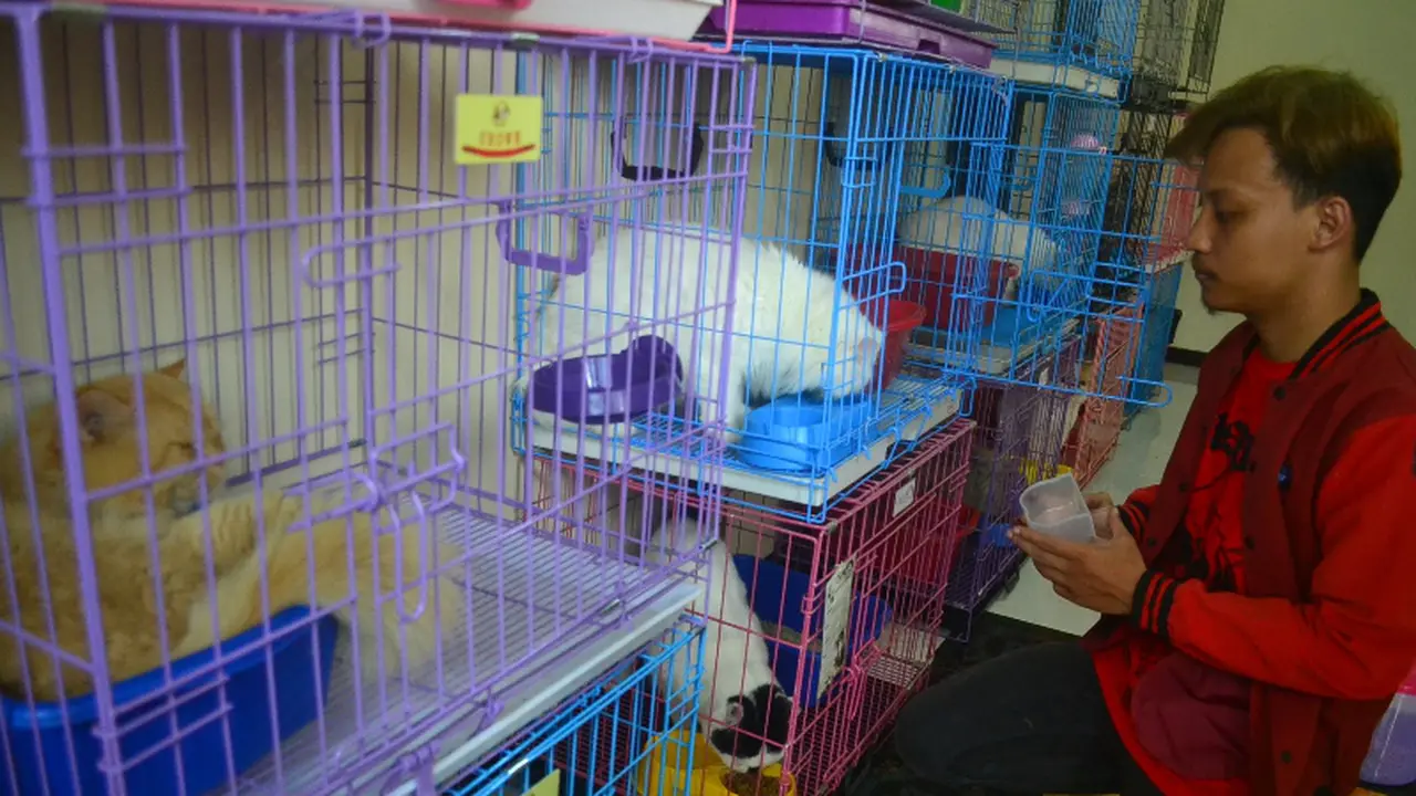 rumah penitipan kucing