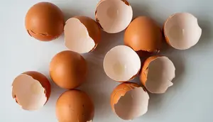 5 Cara Membuat Pupuk Cangkang Telur untuk Cabai agar Tidak Mudah Layu