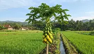 Cara Mempercepat Pepaya Mentah Cepat Matang dan Empuk Secara Alami, Mudah Dipraktikkan