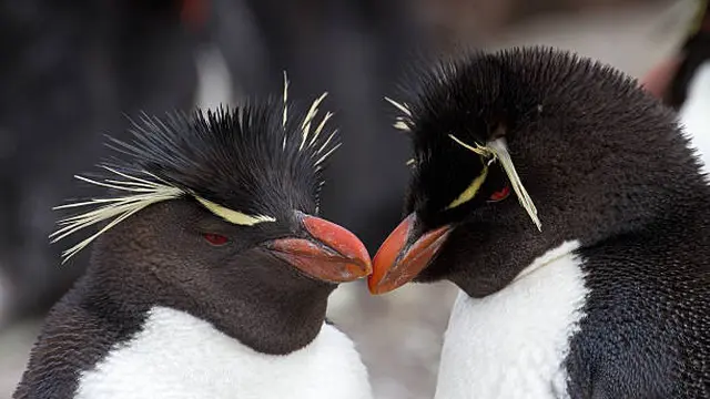 Potret Penguin Jambu dan pasangannya (Pixabay)