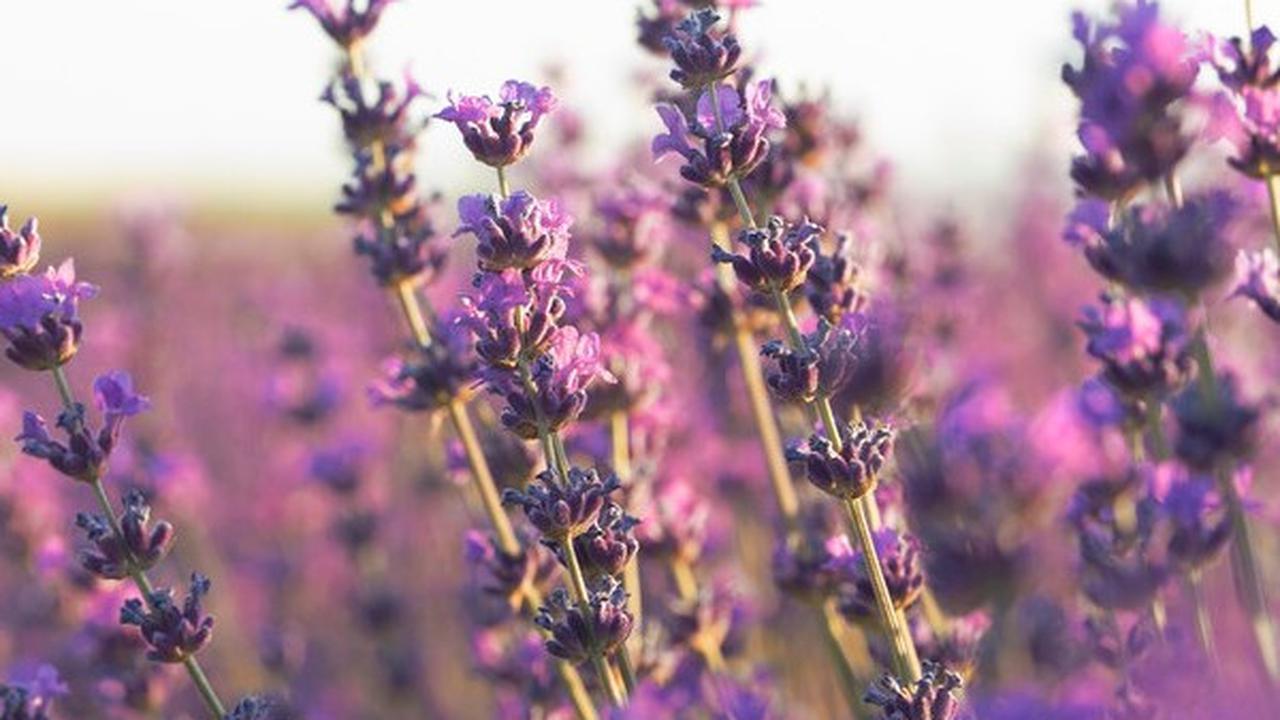 Parfum pria