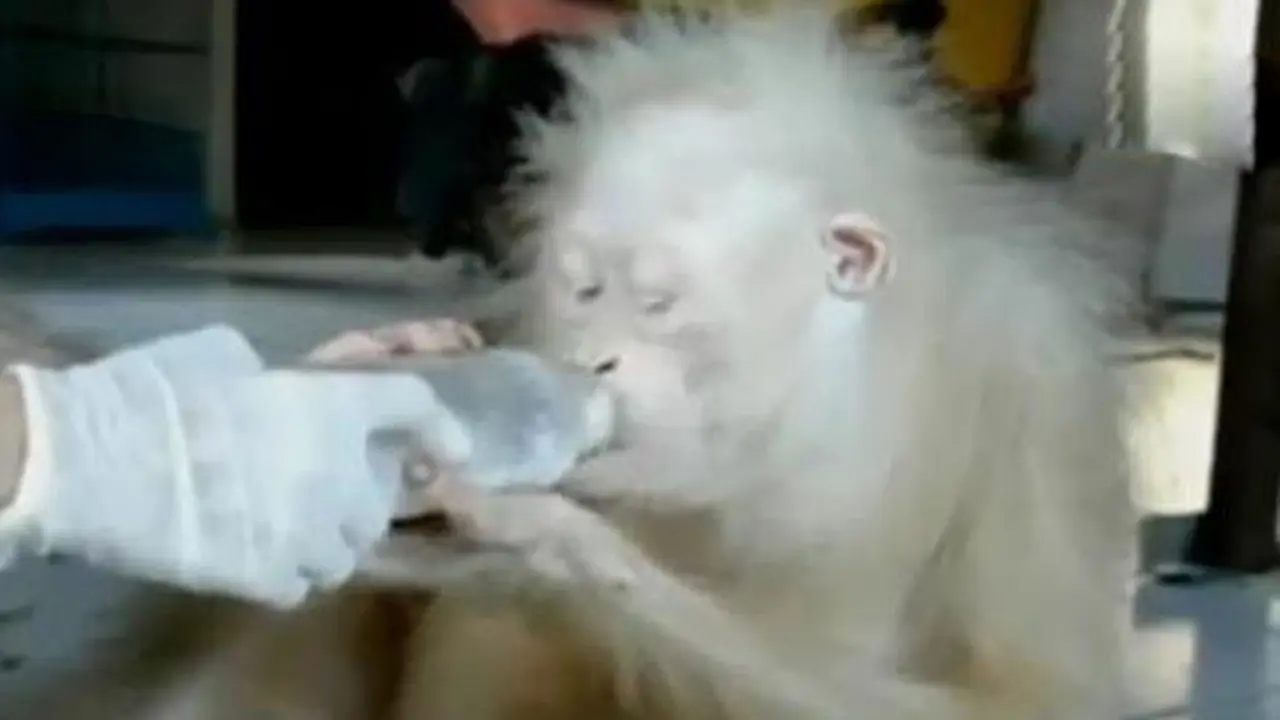 Orangutan Albino