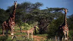 Jerapah reticulated mencari makan di Konservasi Loisaba, Laikipia, Kenya, 5 Agustus 2019. Di Kenya, seperti di seluruh Afrika yang lebih luas, populasi mamalia tertinggi di dunia tersebut terus menurun. (TONY KARUMBA/AFP)