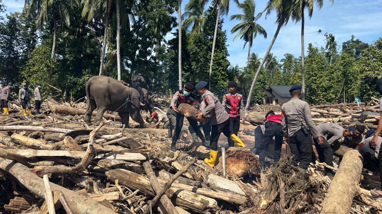 Gajah BKSDA bantu bersihkan kayu terseret banjir aceh