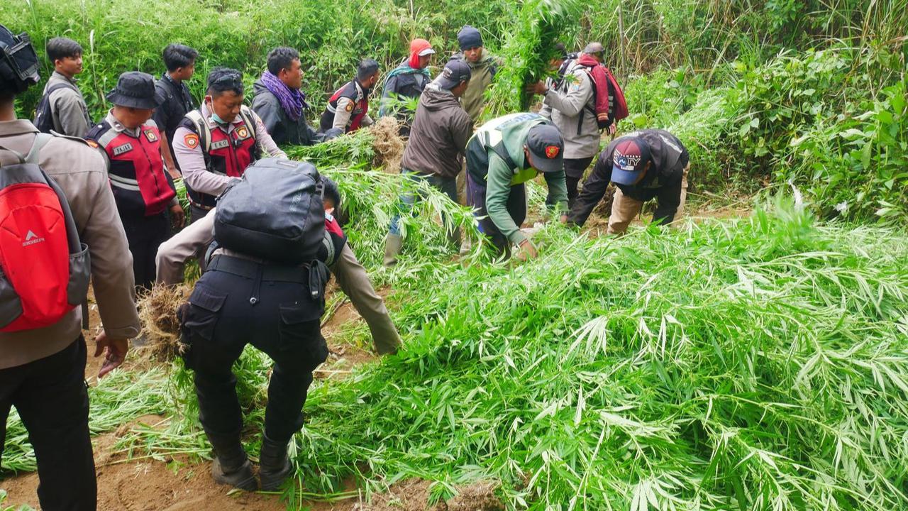 Menguak Sosok Edi, Otak di Balik Ladang Ganja di Taman Nasional Bromo Tengger Semeru