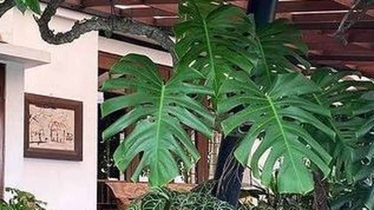 Taman Rindang dengan Atap