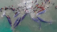 Foto udara kerumunan paus terdampar di Aceh. (Foto/WWF)
