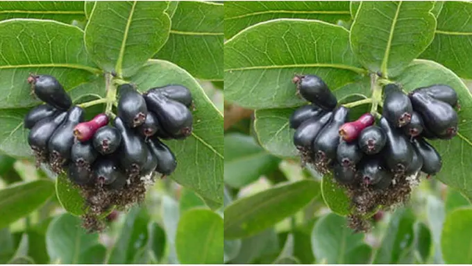 (C) metaligan.blogspot