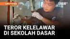 Proses belajar mengajar di SD Negeri 3 Gladag, Banyuwangi, Jawa Timur, terganggu akibat ribuan kelelawar yang bersarang di atap gedung sekolah. Selain menimbulkan bau tak sedap, kelelawar-kelelawar ini juga kerap menyerang para siswa saat kegiatan be...