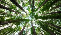 The "Trees Exploding" Incident Goes Viral in Minnesota, Here's the Expert's Explanation