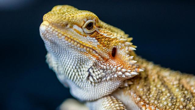 Bearded Dragon