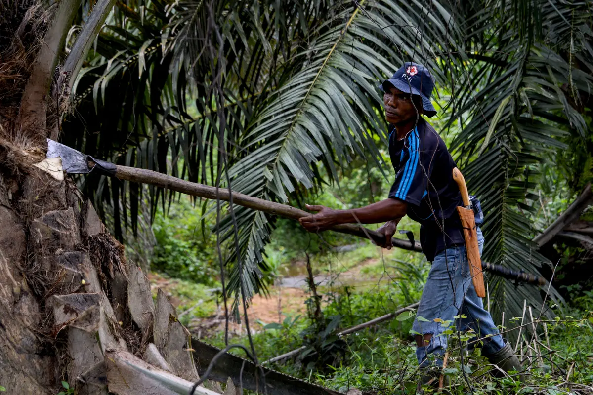 Harga Referensi CPO Juni 2026 Turun Imbas Penurunan Permintaan dari India