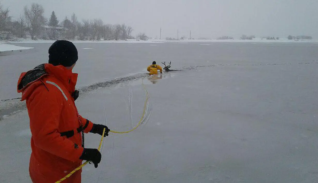 Foto yang diunggah Senin (22/1), petugas pemadam kebakaran dari West Metro Fire Rescue menyelamatkan seekor rusa yang terjebak dalam danau es di Colorado, AS. Petugas itu memberanikan diri menerjang dinginnya danau es.  (facebook.com/WestMetroFireRescue)