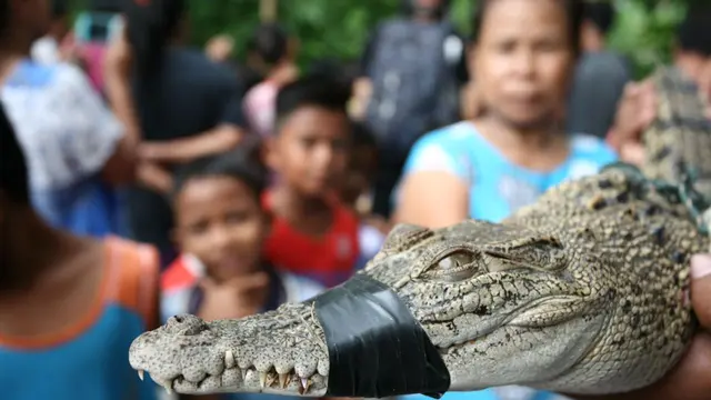Buaya 1 Meter Ditangkap Warga Tepi Sungai Deli Saat Makan Bebek