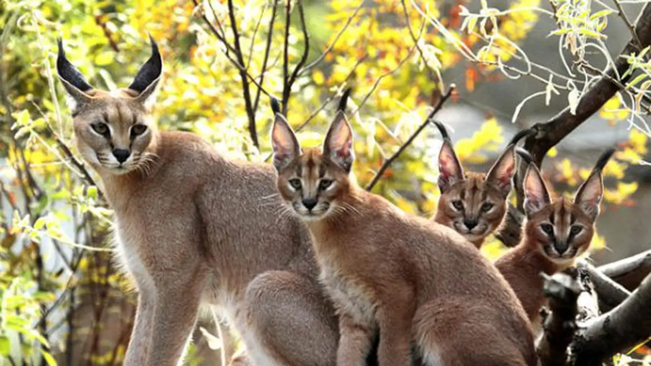 7 Jenis Kucing Paling Langka di Dunia - Citizen6 Liputan6.com