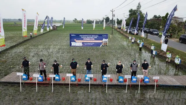 Pupuk Indonesia menggelar demonstration plot (demplot) tanaman padi dengan aplikasi pupuk organik cair Phonska Oca