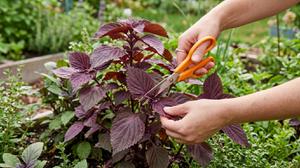 Cara Menanam Daun Perilla Merah sebagai Pelengkap Masakan, Ikuti 11 Langkah Mudah Ini