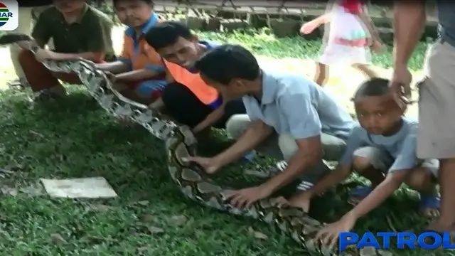 Warga Tangerang Tangkap Ular Piton Sepanjang 5 Meter