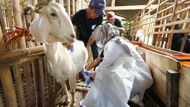 Bupati Banyuwangi ipuk Fiestiandani memeras susu kambing etawa (Istimewa)