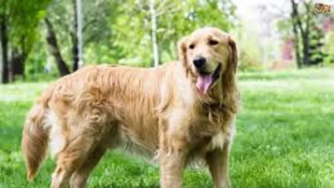 Ogah Diajak Pulang, Anjing Ini Pura-pura Mati