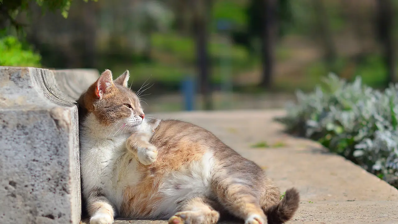 Ciri-Ciri Kucing Hamil