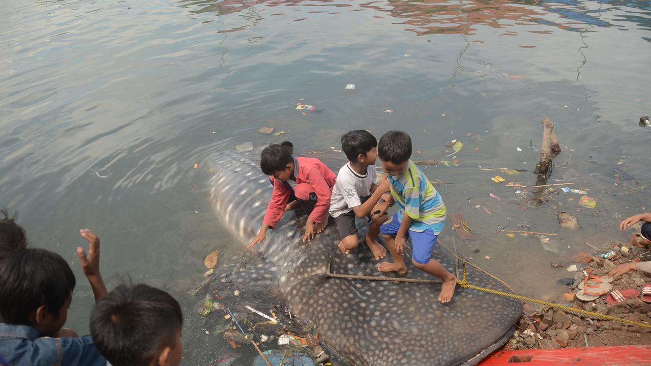 Nasib Hiu Tutul Terdampar di Selat Madura
