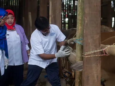 Petugas Dinas Ketahanan Pangan, Kelautan, dan Pertanian DKI Jakarta memeriksa gigi dan mulut sapi di Pondok Kelapa, Jakarta, Rabu (8/8). Pemeriksaan untuk menjamin kelayakan dan kesehatan medis hewan kurban untuk dikonsumsi. (Merdeka.com/Imam Buhori)