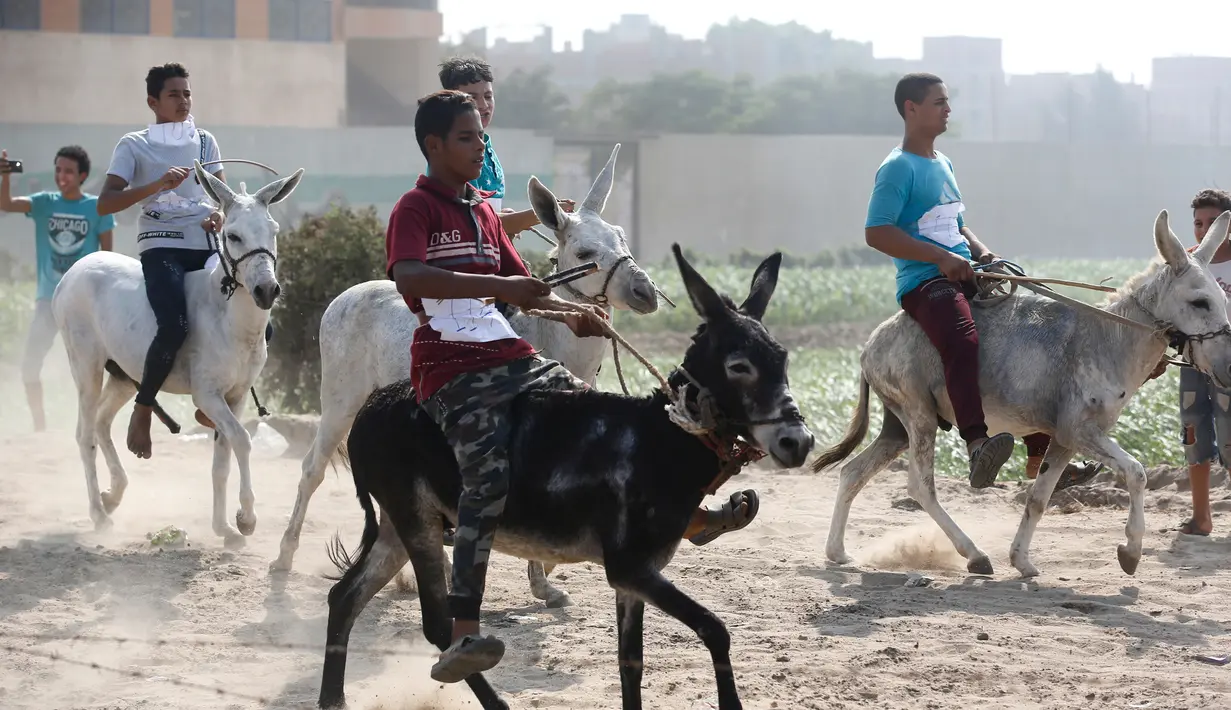 Para peserta memacu keledainya saat ambil bagian dalam lomba balap keledai di desa Al-Baragel, luar Kairo, Jumat (28/9). Sebanyak 35 keledai berpartisipasi dalam kompetisi tahunan yang berhadiah 5000 EGP atau sekitar 4 juta rupiah. (AP/Amr Nabil)