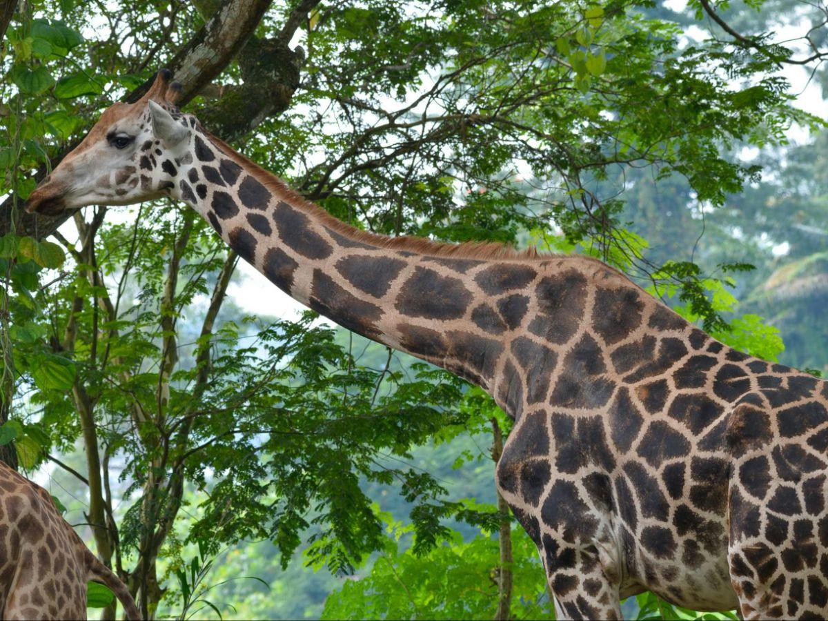 Singapore Zoo
