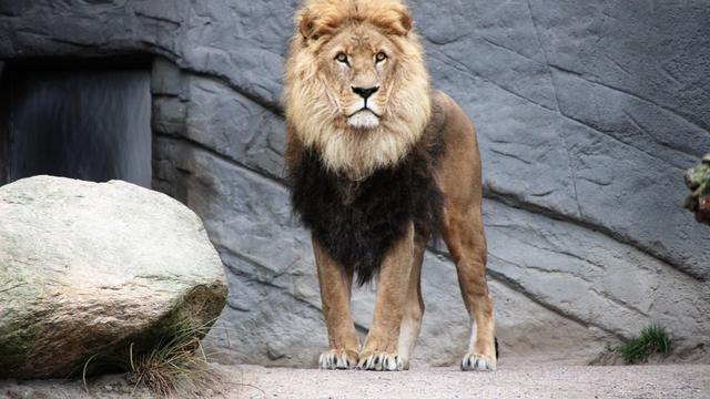 Ilustrasi mimpi, singa