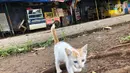 Suasana perkampungan budaya betawi Setu Babakan yang sepi pengunjung di Jakarta Selatan, Selasa (17/3/2020). Sepinya kawasan Setu Babakan merupakan imbas dari kebijakan Pemprov DKI Jakarta yang menutup sejumlah tempat wisata sebagai upaya pencehagan Covid 19. (Liputan6.com/Immanuel Antonius)