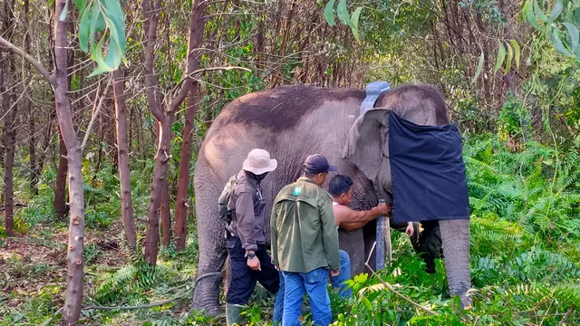 GPS Collar dan Pelestarian Habitat Gajah Sumatra di Sumsel