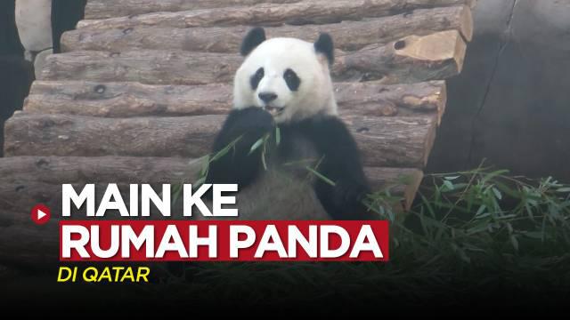 Berita Video, Berkunjung ke Rumah Panda Raksasa yang Berada di Qatar