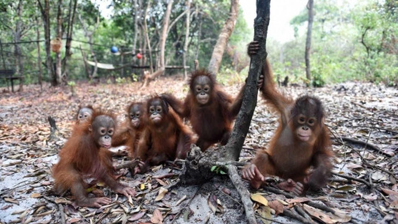 Menengok bayi orang utan selamat dari kebakaran hutan Palangkaraya