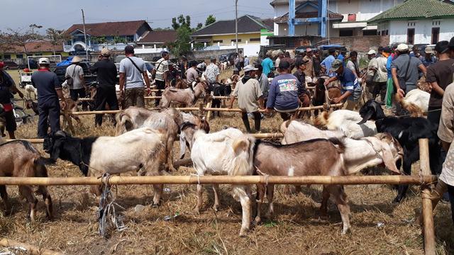 Lapangan sepak bola Desa Karangpucung berubah jadi lapangan kambing lantaran membludaknya Pasar Kambing Karangpucung, Cilacap, Jawa Tengah. (Foto: Liputan6.com/Muhamad Ridlo)