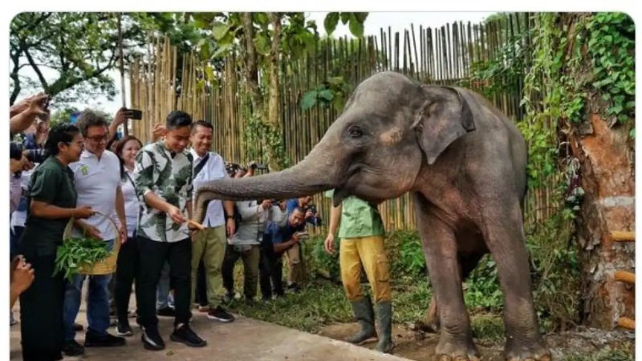 Gibran Rakabuming Pakai Sepatu Seharga Rp7 Juta saat pembukaan Solo Safari, Warganet Penasaran Berapa Gaji Wali Kota Solo
