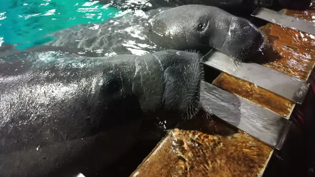 River Safari
