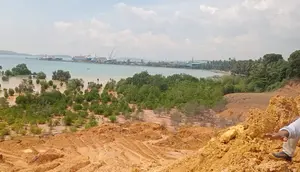 Kondisi hutan mangrove di Batam