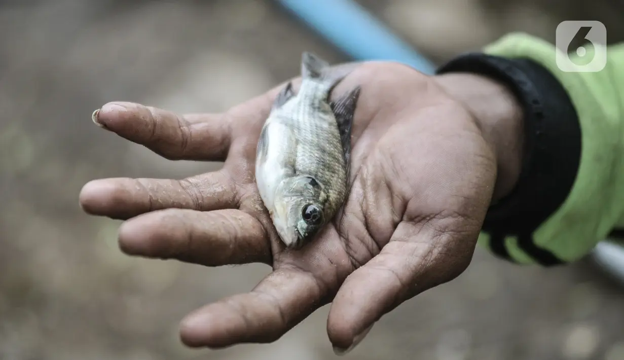 Warga menunjukkan anakan ikan yang didapat dari memancing di waduk kawasan Sungai Bambu, Tanjung Priok, Jakarta, Minggu (17/1/2021). Waduk buatan di bawah Jalan Tol Pelabuhan itu menjadi wisata alternatif menghabiskan akhir pekan tanpa mengeluarkan biaya atau gratis. (merdeka.com/Iqbal S. Nugroho)